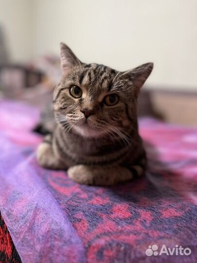 Британский кот вязка