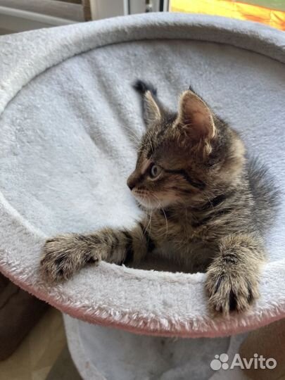 Полосатая тигрица