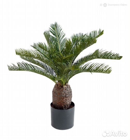 Пальма Цикас 65 см