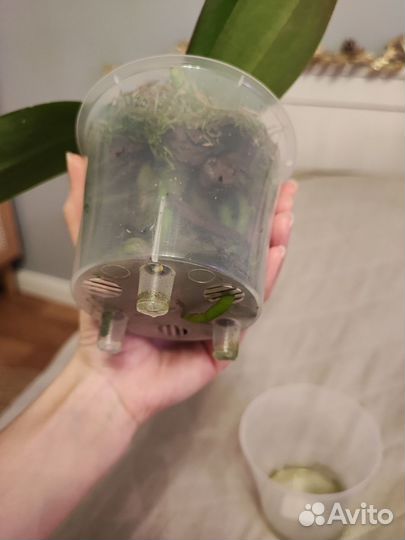 Орхидея фаленопсис Miki Witch 467