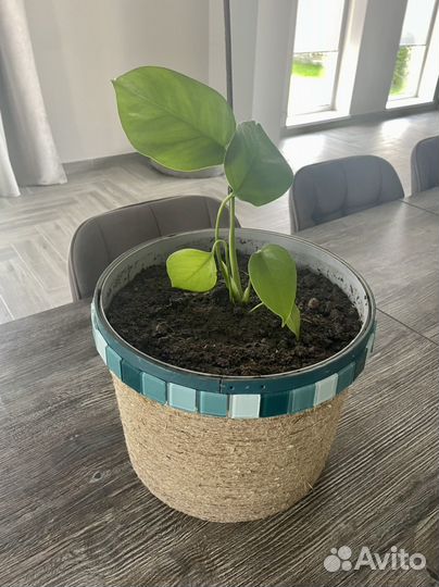 Домашние цветы и горшки