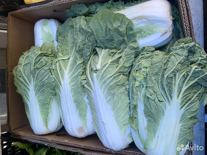 Пекинская капуста свежая