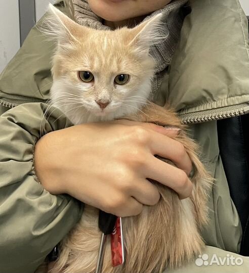 Котенок