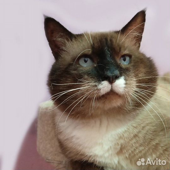 Жерар ищет дом