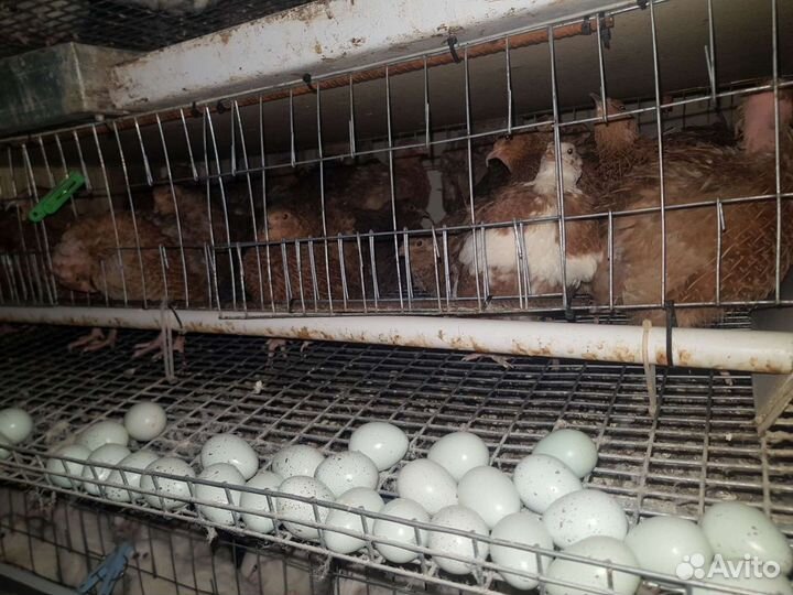 Перепела Селадон (Целадон) + инкубационные яйца