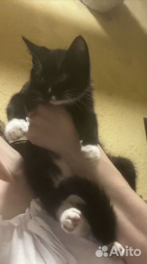 Котенок девочка Маркиза 3 месяца в дар