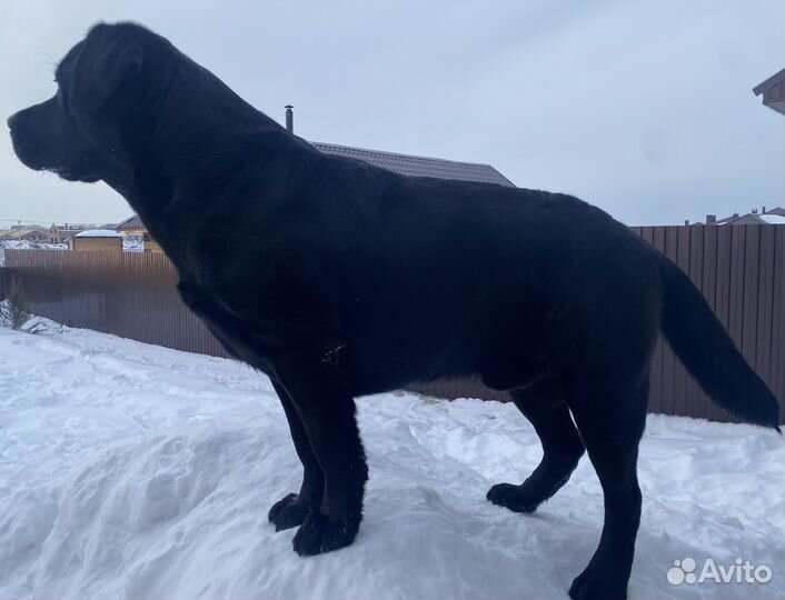 Кобель лабрадора Вязка