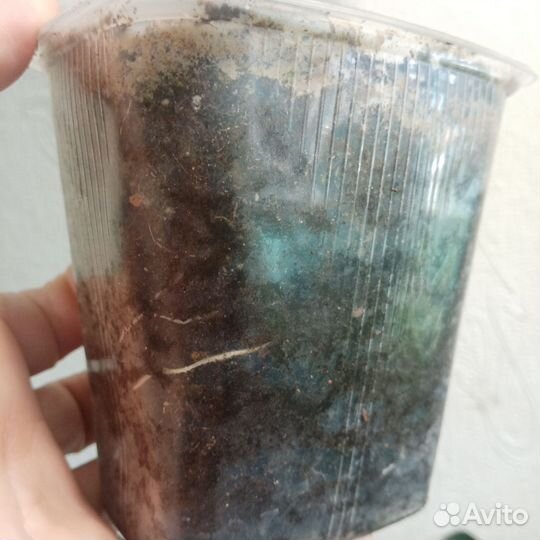 Фикусы, Замиокулькас