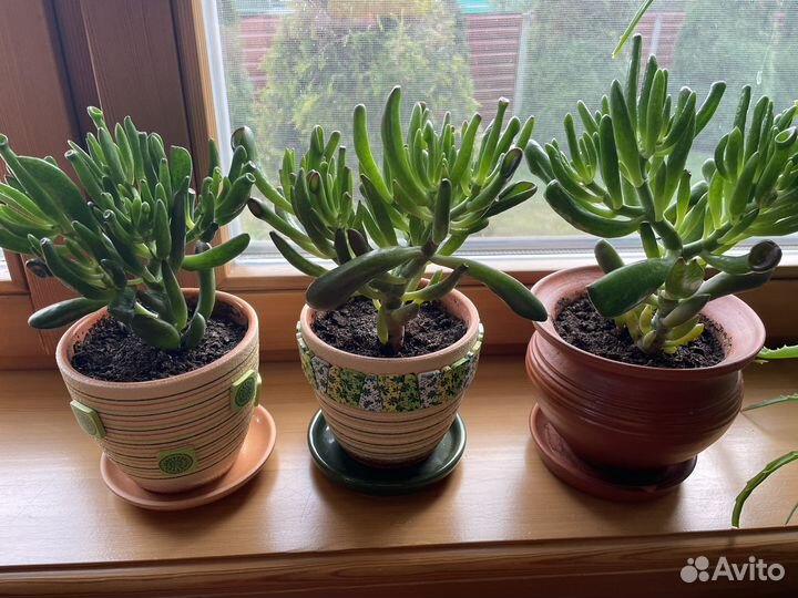 Комнатные цветы: толстянка Хоббит деревце-бонсай