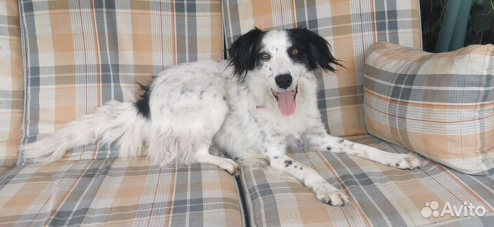 Собака метис бордер-колли в добрые руки