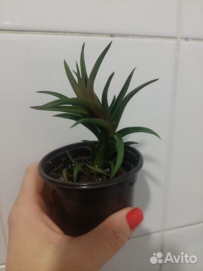 Суккуленты,Очиток моргана, Опунция,Хаввортия