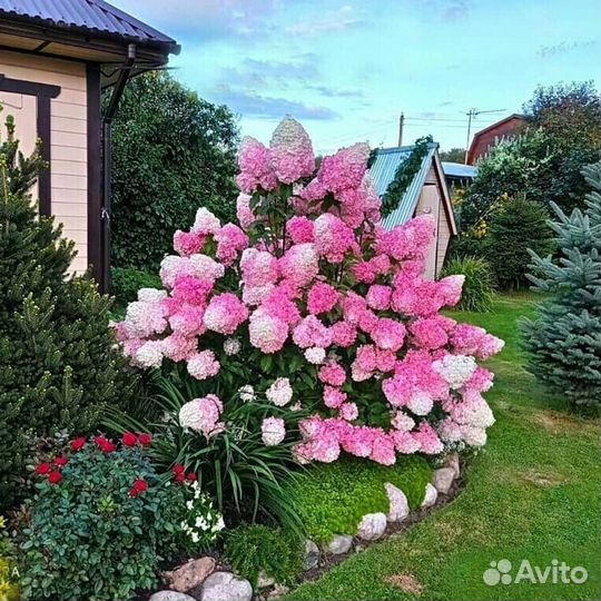 Гортензия метельчатая Ваниль Фрайз