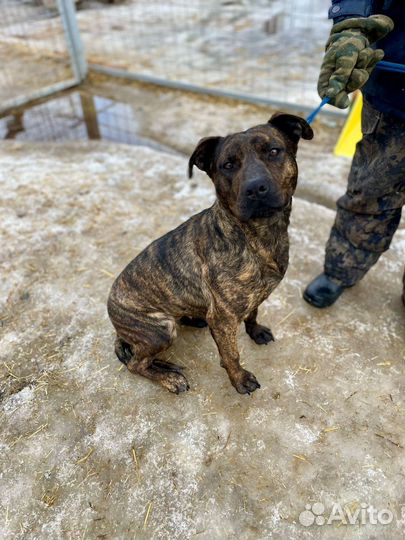 Собака в добрые руки отдам бесплатно