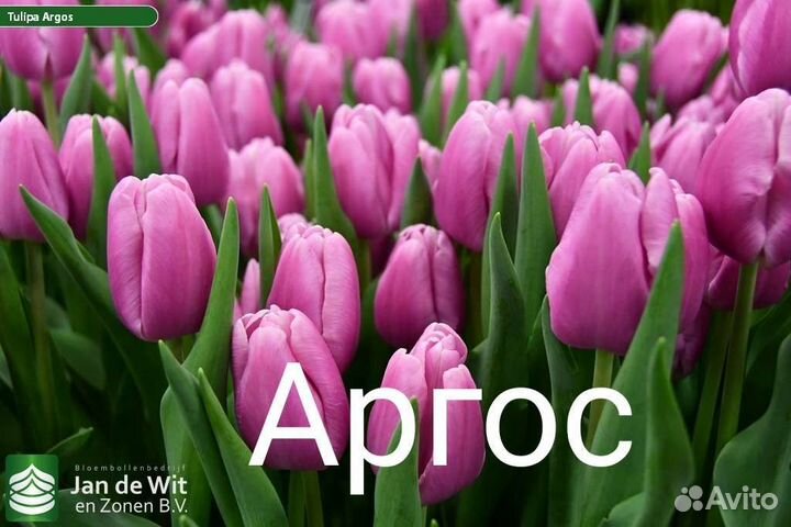 Луковицы тюльпаны