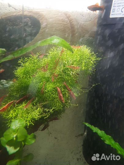 Сомики анциструсы,креветки вишня