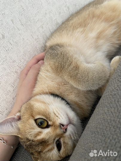 Золотая шиншилла