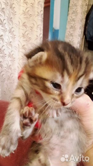 Котята бесплатно