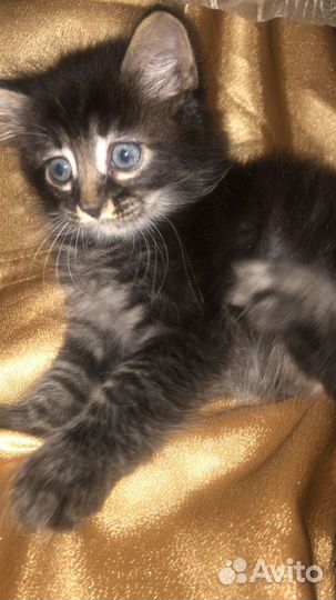 Отдают котят