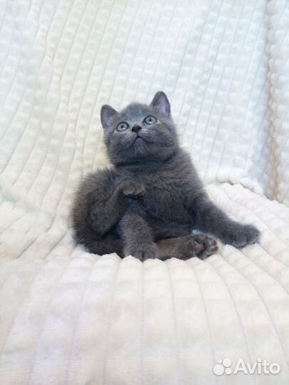 Британские котята