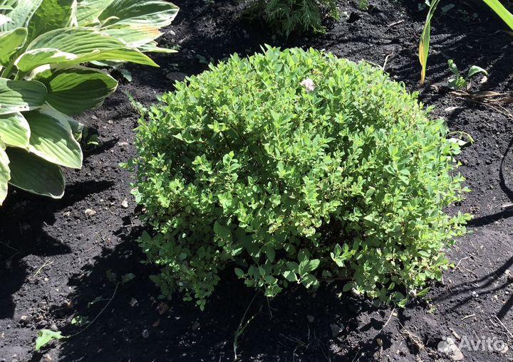 Спирея японская Little Princess