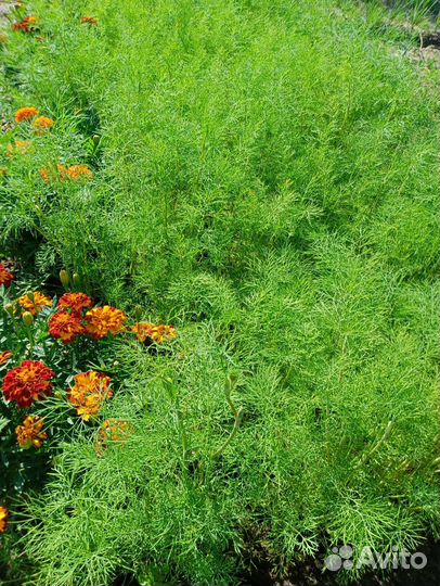 Картофель,Зелень укропа, петрушка