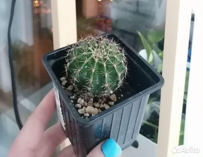 Кактус
