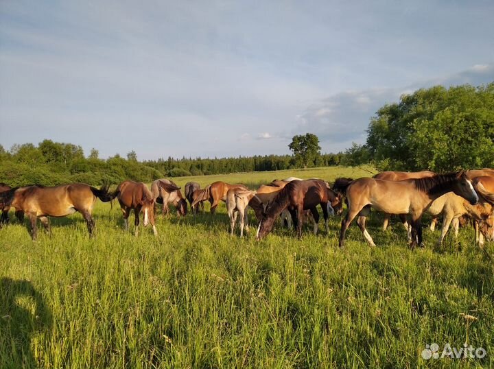 Продам лошадей