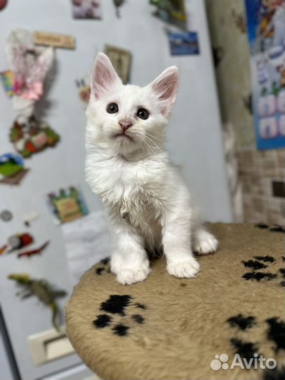 Котята мейн-кун