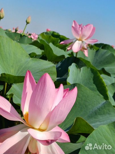 Экскурсии на лотосные поля/прогулка/рыбалка