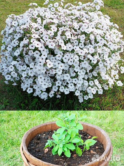 Петуния ампельная
