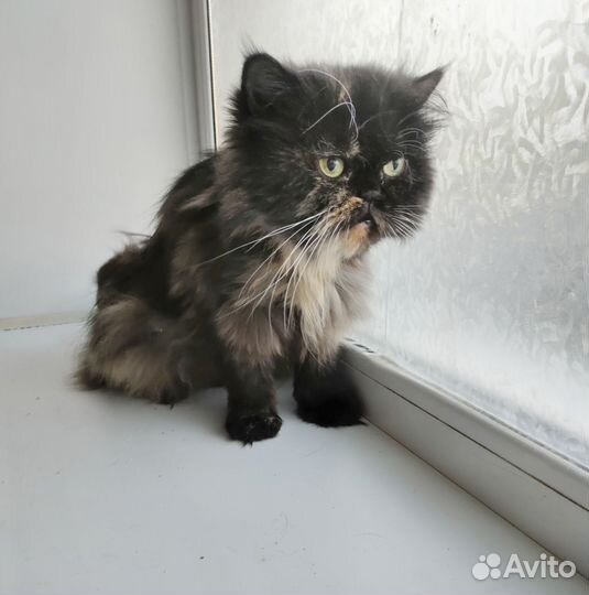 Кошка перс