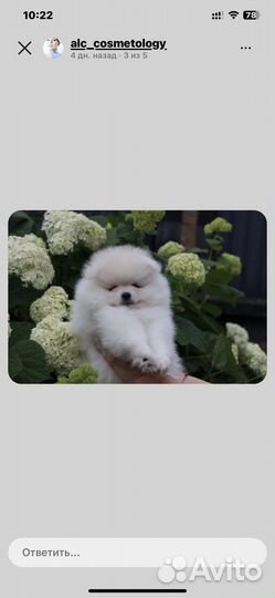 Собаки щенки шпиц