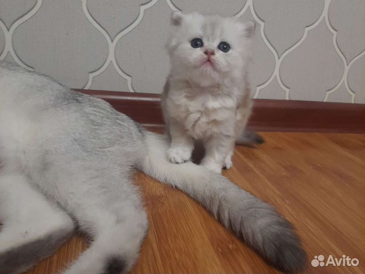 Золотая шиншилла