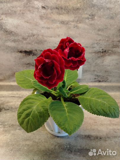 Глоксиния махровая