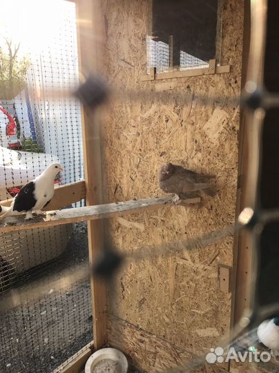 Продажа голубей