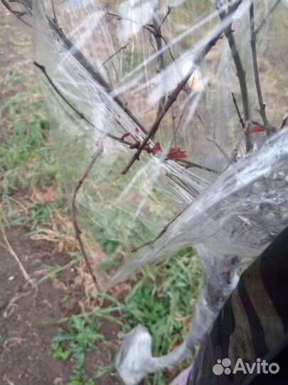 Деревце граната финик инжир