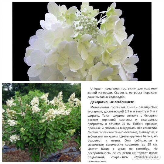 Гортензия метельчатая, разные сорта