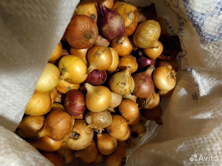 Лук средний и мелкий