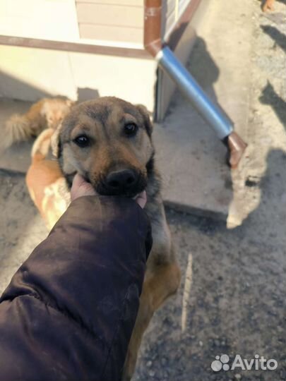 Малышка в дар