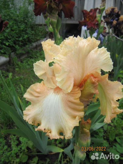 Ирис Сортовой