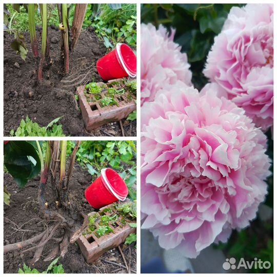 Флоксы, пионы