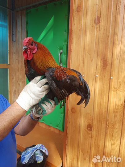 Куры петухи