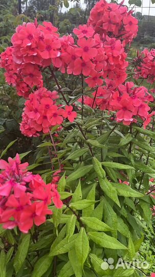 Флокс метельчатый