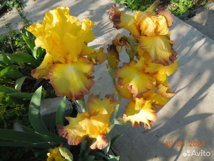 Ирисы сортовые