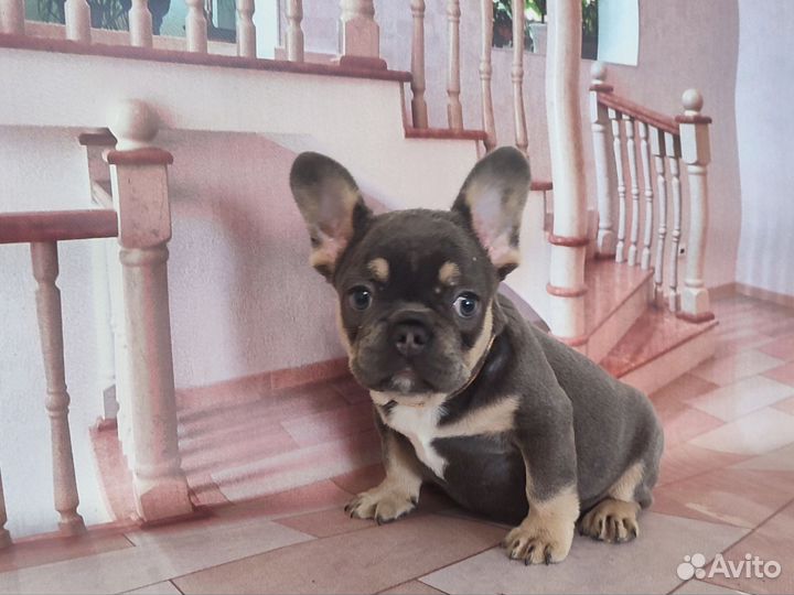 Флаффигеная девочка