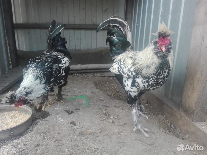 Петровские петушки 2шт