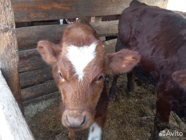 2 Бычка и телочка