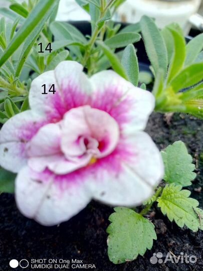 Черенки калибрахоа