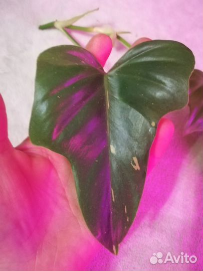 Филодендрон минарум