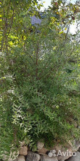 Спирея серая грефшейм